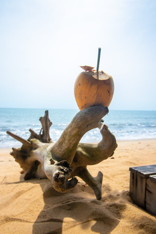 Une noix de coco fraîche posée sur un bois flotté