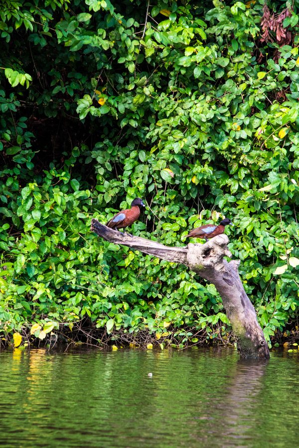 Deux canards sur un tronc, au bord de la Lobé